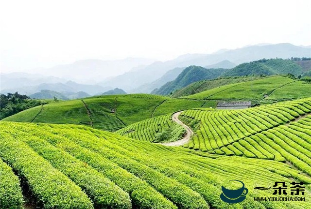拟获资助项目经费4000万元 六堡茶科技重大专项获立项公示