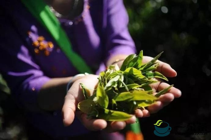 解析普洱茶工艺制作—鲜叶的采摘