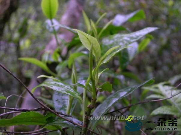 大叶种乔木茶和灌木茶