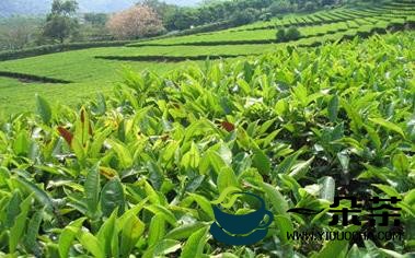 普洱茶产地的自然环境要求