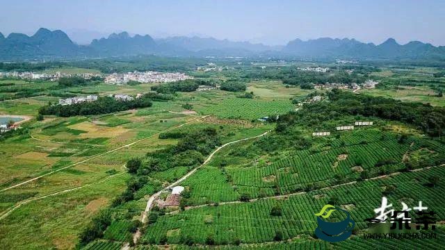 广东：英德全市茶园面积达14余万亩，带动从业者超14万人