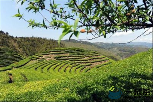 宁德拟新增寿宁高山茶等8个省级特色农产品优势区