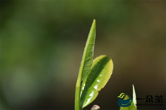 湖北立法促进茶产业发展 茶叶主产区政府可划定种植保护区