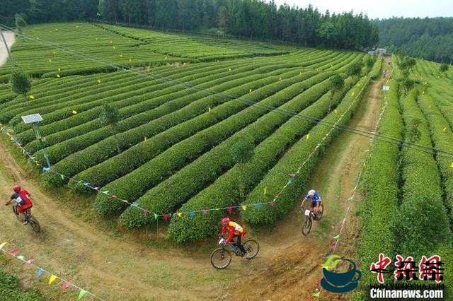 贵州茶叶出口金额超2亿美元 成贵州第一大出口农产品