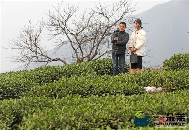 浙江松阳：省文物局帮扶茶农创品牌拓销路 茶农年产过亿元 