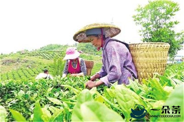 今年贵州遵义市茶产业总产量超16万吨，总产值超146亿元