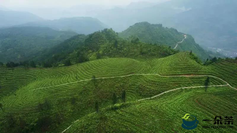 中国首家德米特认证茶园花落湖北利川