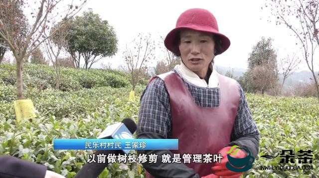 贵州贵阳：做大茶产业 带动大扶贫