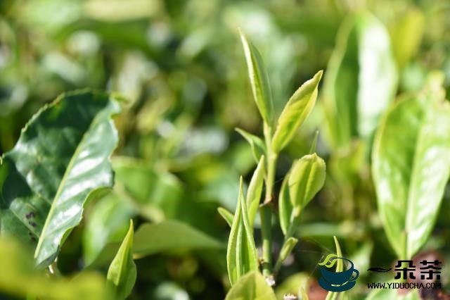 农业农村部茶叶质量监督检验测试中心通过“2+1”扩项评审