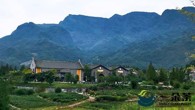 雅安不只有蒙顶山，还有一座藏茶村，而且有一百多种茶叶品种