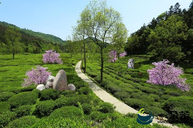 黄山休宁县：以茶旅融合为全域旅游注入茶文化