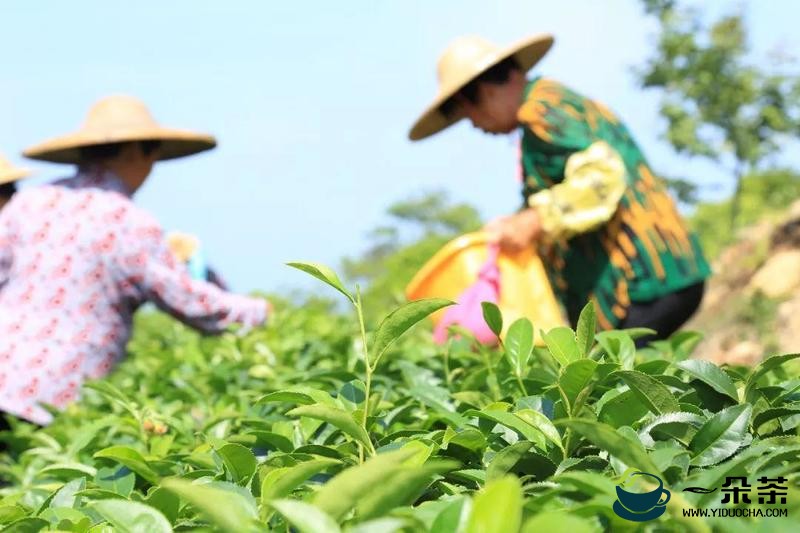 汕头海关助力梅州“客家茶”实现首次出口