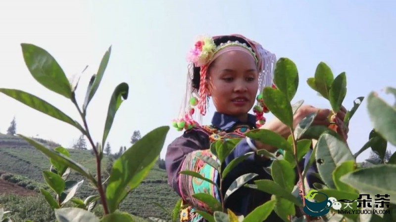 “贵州绿茶”2021年第一采活动在普安举行