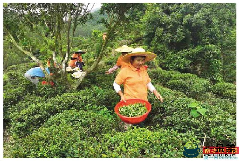 惠州三水村：村企合作打造“脱贫茶”产业扶贫带动增收致富