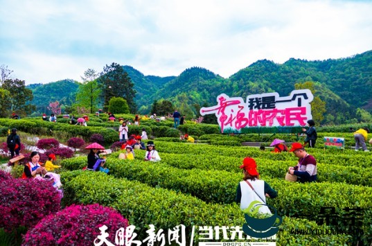 种好“金叶子”，“接二连三”增票子——湄潭县茶旅一体打造国家现代农业产业园观察
