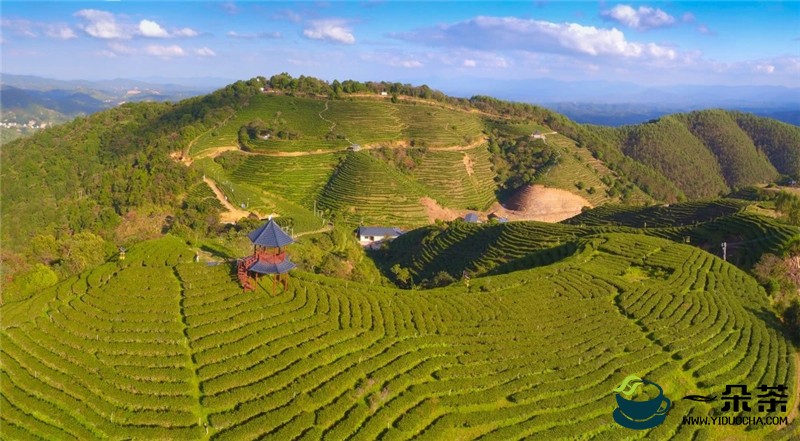紫金茶产业走在河源前列，紫金茶已成广东三大名茶
