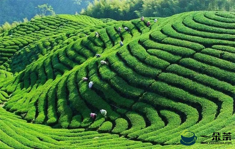 创收绿色“财富” 贵州茶区热气腾腾备战春茶生产
