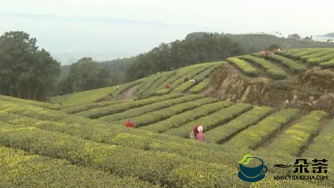 雨水滋润新芽，重庆永川10万亩春茶开采
