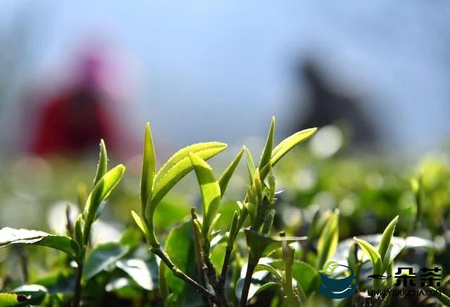 恩施百万亩春茶提前开采 鲜叶价格迎来40%涨幅