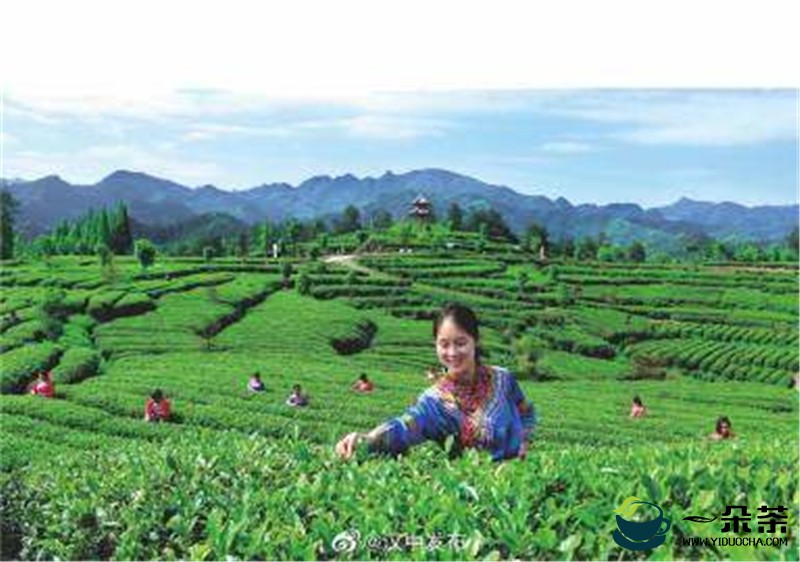 陕西汉中市成为西北地区最大的茶产业基地