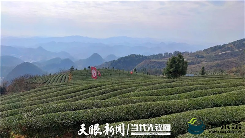 贵州凤冈：柏梓顶上产业多， 3280亩撂荒地变“聚宝盆”！