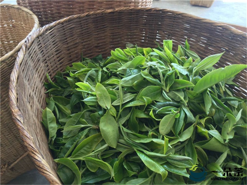 抵制“天价茶”！中国茶叶流通协会倡议维护茶叶流通秩序