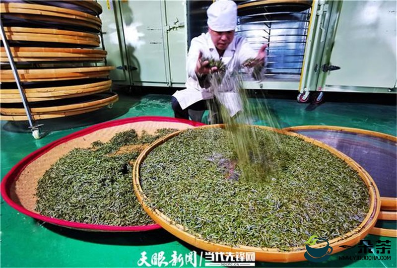 贵州普安高棉：万亩茶园芽争春，千里茶人来“守”茶
