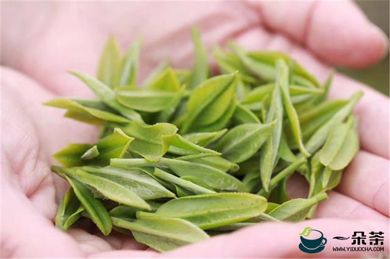 浙江：长兴高山紫笋茶陆续开采 最高售价达每斤2800元