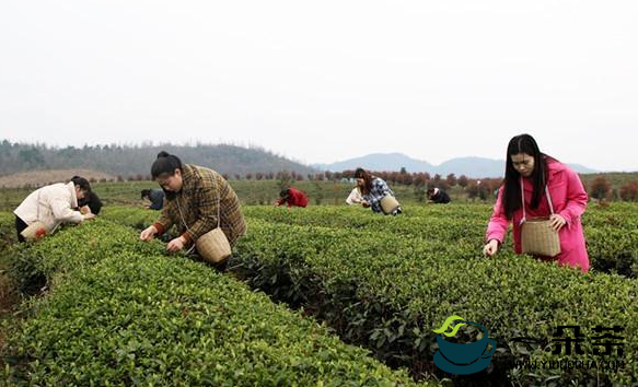 贵州岑巩 3.7万余亩茶园满目葱茏 春茶飘香采摘忙