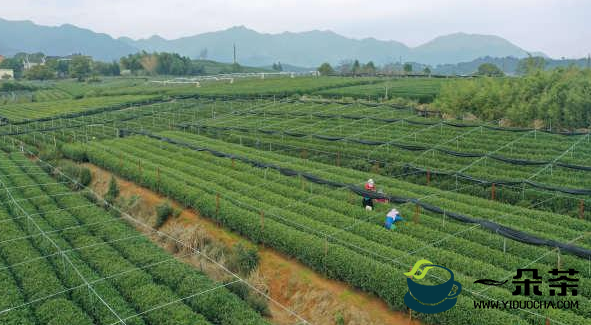 “万担茶乡”之称西湖区龙坞茶镇 跟着茶农体验杭州茶园里不一样的春天
