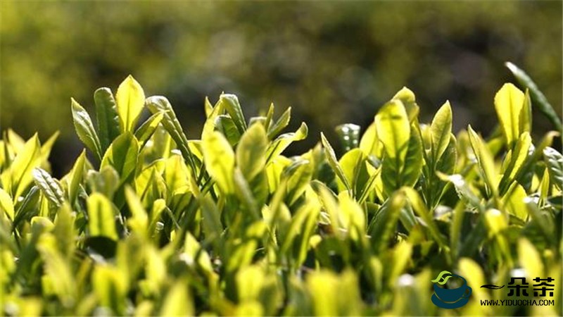 四川通江县预计今年可生产茶叶2800余吨，实现综合产值2.5亿元
