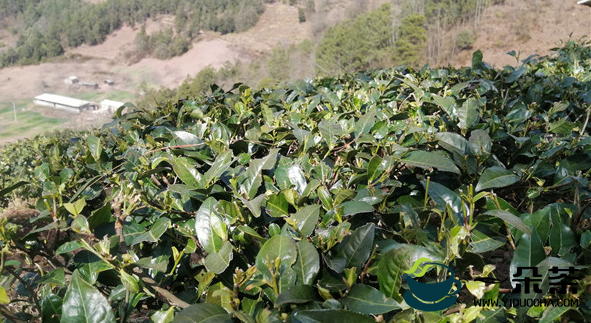 云南永平：2020年全乡茶叶种植面积达4200多亩