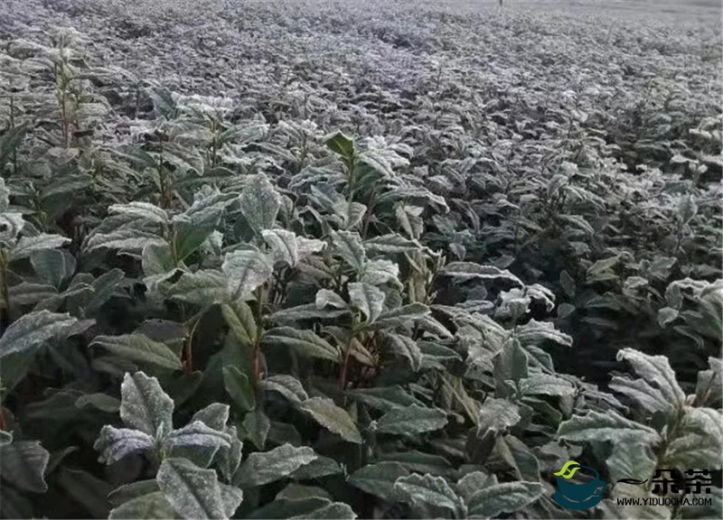 安徽霍山县“倒春寒”茶叶受冻 技术员深入一线护航春茶采摘