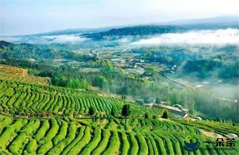 汉中春茶生产实现开门红 陕西邮政出台春茶惠农服务助力茶农增收