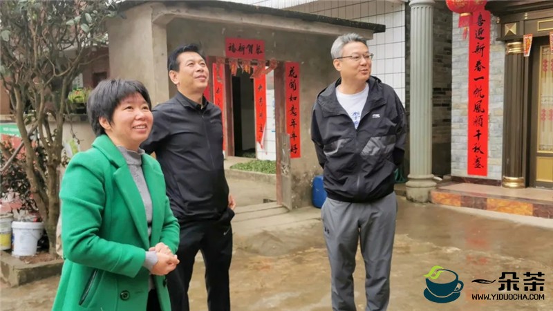 小茶叶大文章 广西投资集团领导调研梧州六堡茶产业