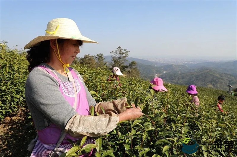 安徽桐城：茶产业渐成乡村产业振兴的新支点