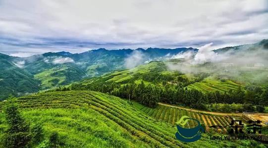 关于加快新化茶产业发展，助推乡村振兴的决议