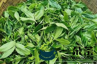 普洱困鹿山茶树发芽率好于往年，鲜叶开采价格达1.28万元/公斤