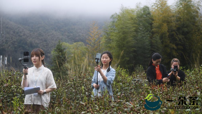 杭州东坑村：2000余亩高山有机茶正式开采现场直播