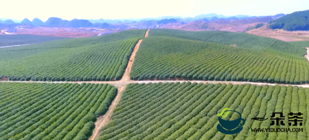 西秀区：14.25万亩投产茶园陆续吐露新芽 