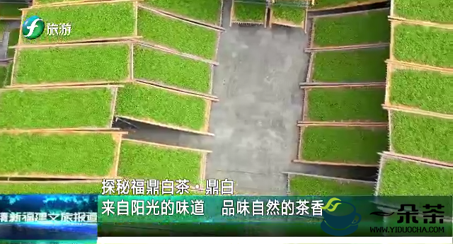 跟着福建电视台旅游频道的镜头去探访福鼎白茶企业