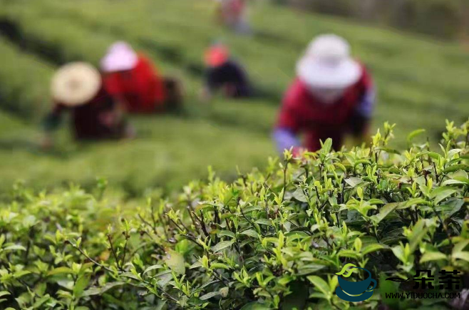 长三角地区春茶开采 春茶市场平稳有序供销两旺