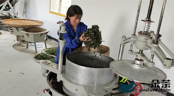 红河八角村500余亩茶叶进入采摘旺季 助农增收