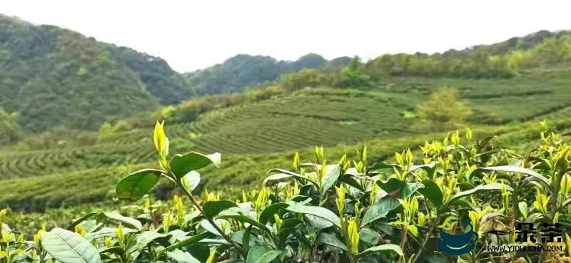 宽阔水4000余亩野生茶树 茶品已走向全国