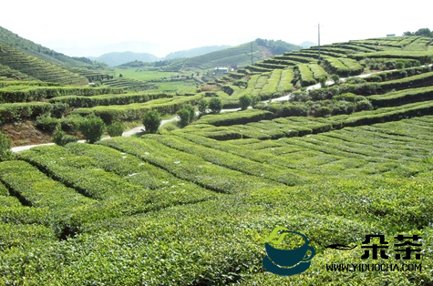 学党史 办实事 科技特派员助力泰顺县茶产业发展