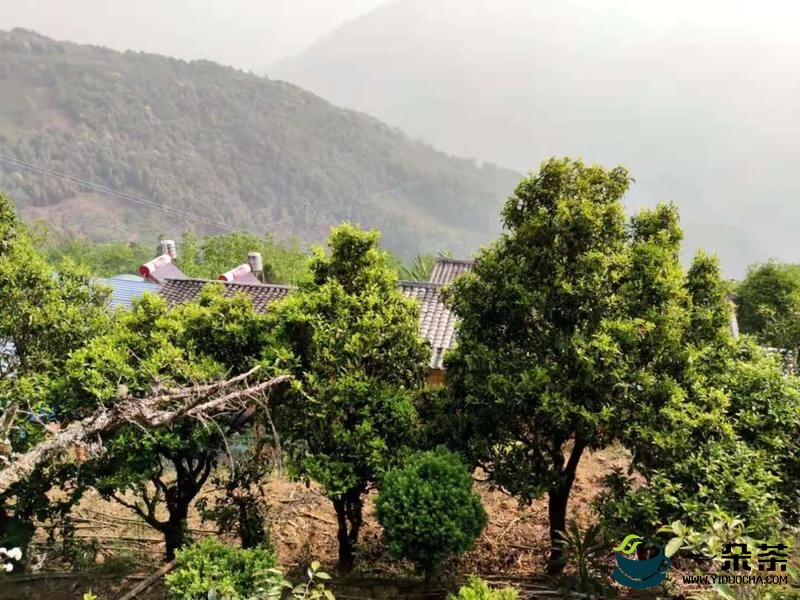 景东花山镇芦山村：生态茶叶的发展实现一二三产业深度融合