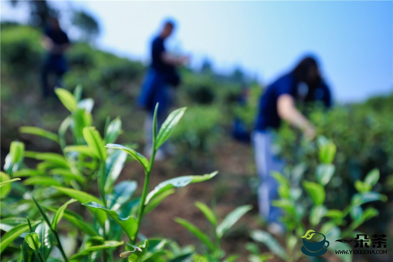 安徽凌笪乡依托白茶产业扶贫基地帮助农民增收