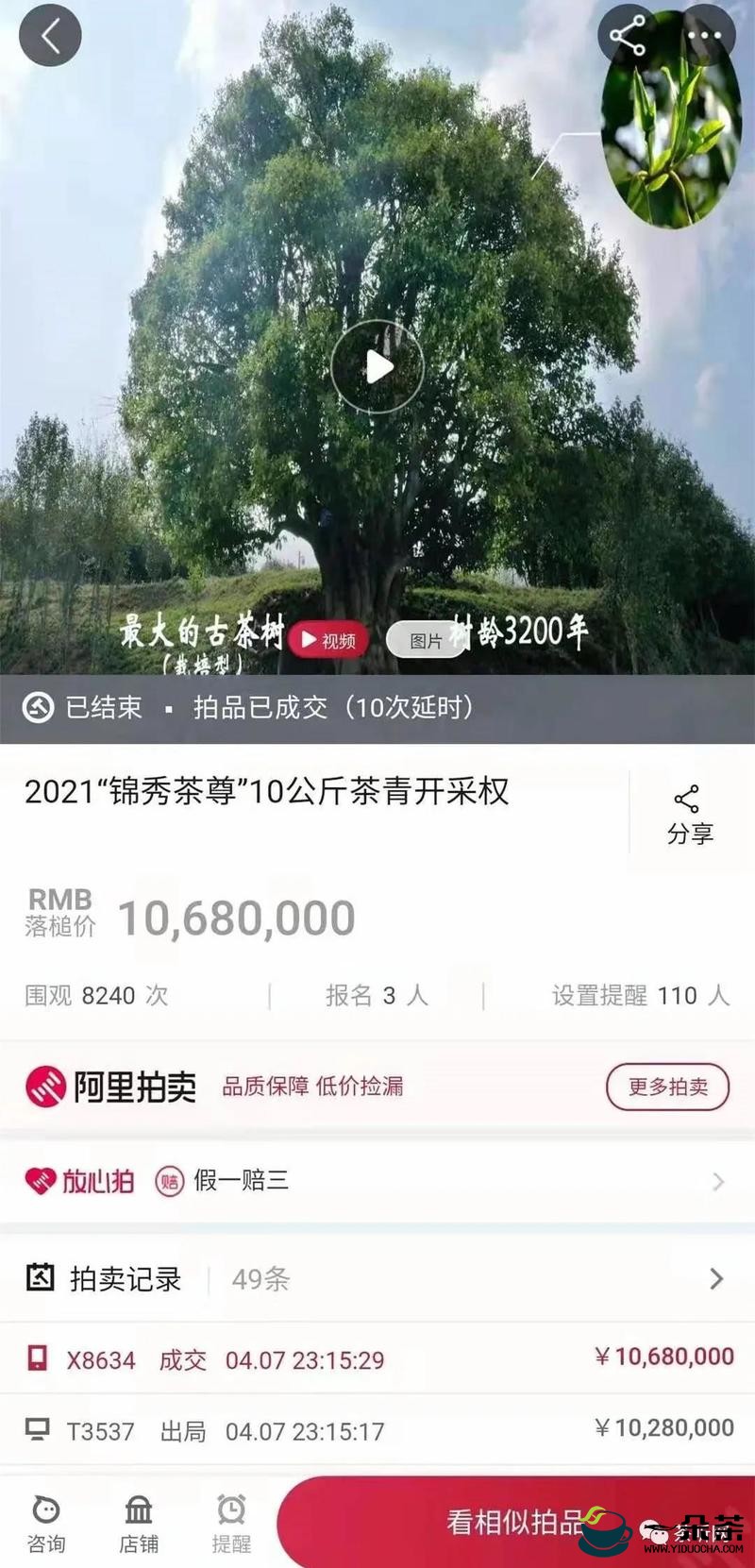 震惊！3200年茶王树10公斤鲜叶采摘权拍出1068万元