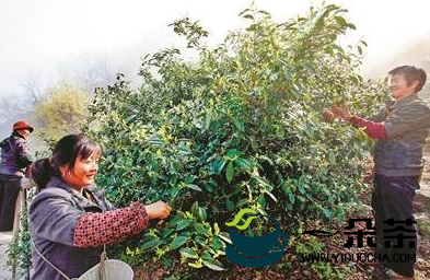 千岛湖鸠坑茶启动中国重要农业文化遗产申报