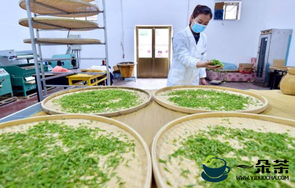 石家庄太行山茶叶陆续开采 茶叶种植成增收致富支柱产业